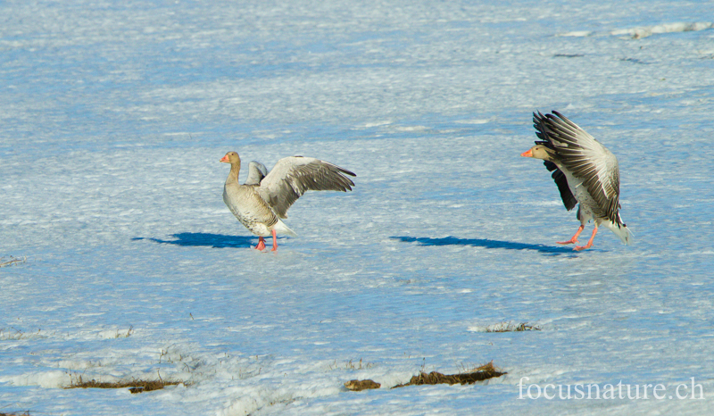 Oie cendree 7700.jpg - Oie cendrée,Anser anser,Greylag Goose (Hornborgasjön, Suède, avril 2013)